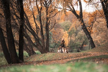 Photo of Person and Dogs Near the Trees