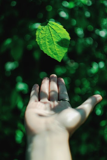 Photo of Person Catching Leaf