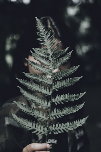 Photo of Person Holding Fern Plant