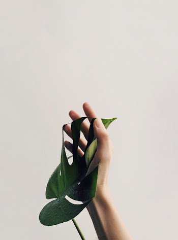Photo of Person Holding Green Leaf