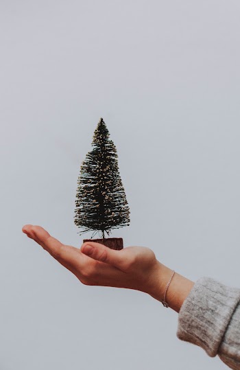 Photo Of Person Holding Mini Christmas Tree