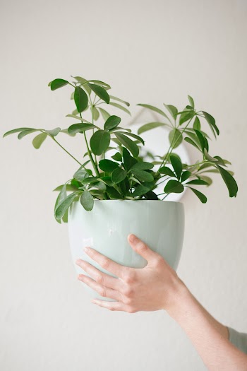 Photo Of Person Holding Plant