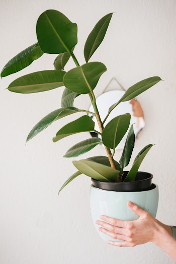 Photo Of Person Holding Plant Pot