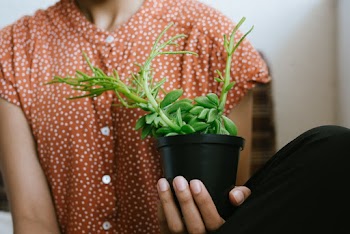 Photo of Person Holding Pot Plant