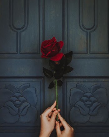photo of person holding red rose flower