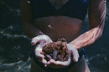 Photo of Person Holding Sea Animal