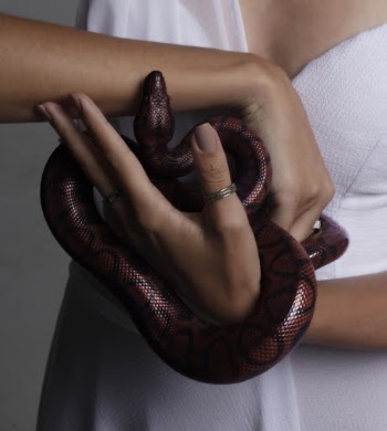 Photo of Person Holding Snake