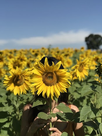 Photo Of Person Holding Sunflower