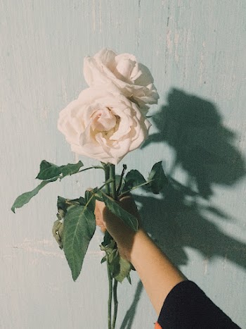 Photo of Person Holding Two White Roses