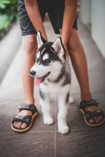 Photo of Person Petting a Siberian Husky Puppy