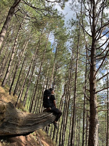 Photo of Person Sitting on Tree Stump in Forest