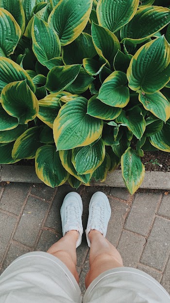Photo Of Person Standing Beside Green-Leafed Plants