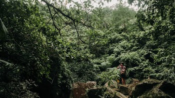 Photo of Person Standing on Rock Surrounded With Trees