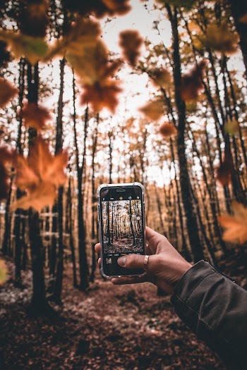 Photo of Person Taking Picture of Forest