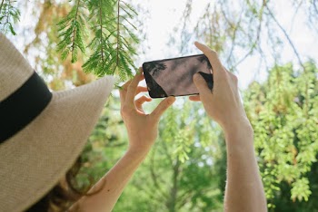 Photo Of Person Taking Picture Of Leaves