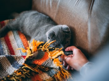 Photo Of Person Touching The Cat