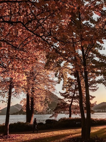 Photo of Person Walking Near Trees