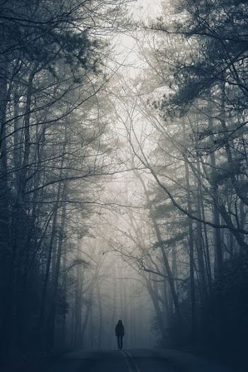 photo of person walking on road surrounded by trees during noontime