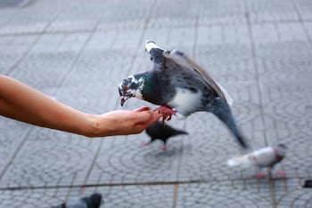Photo Of Pigeon Perched On Person's Hand