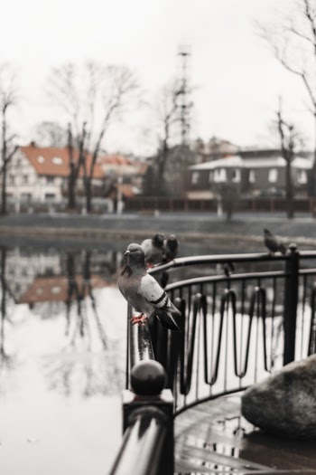 Photo of Pigeons Perched on Rail
