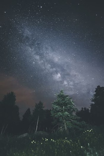 photo of pine tree