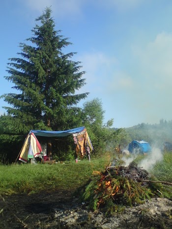 Photo of Pine Tree Leaves Bonfire