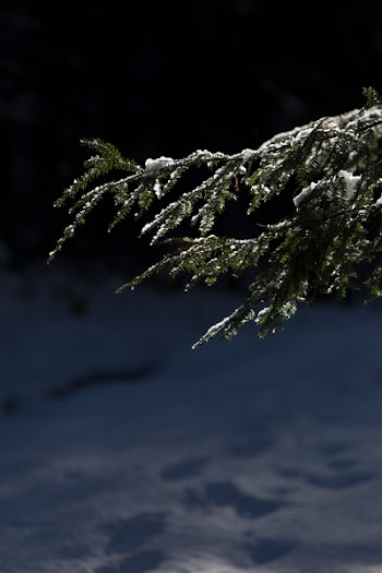 Photo of Pine Tree Leaves With Snow