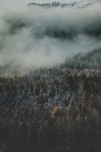 Photo Of Pine Trees
