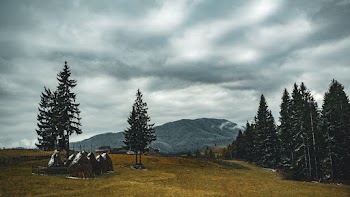 Photo of Pine Trees Across Mountain Under Cloudy Sky