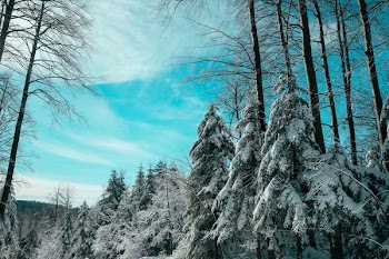 photo of pine trees covered by snow during daytime