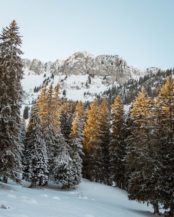 Photo of Pine Trees Covered With Snow