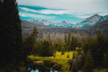 Photo Of Pine Trees During Daytime