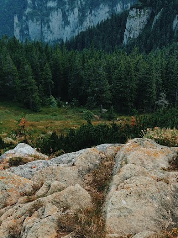 Photo Of Pine Trees During Daytime