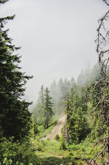 Photo Of Pine Trees During Daytime