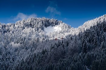 photo of pine trees field mountain