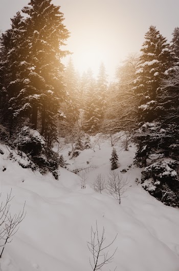Photo of Pine Trees on Snowy Field