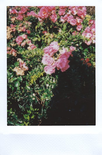 Photo Of Pink and White Petaled Flowers 