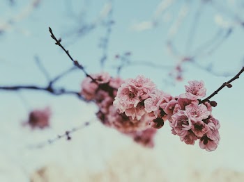Photo of Pink Flowers