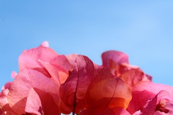Photo of Pink Flowers