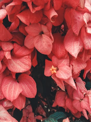 Photo of Pink Flowers