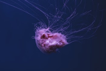 Photo of Pink Jellyfish