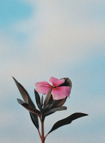 Photo of Pink-Petaled Flower