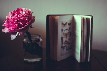 Photo of Pink Petaled Flower in Glass Jar