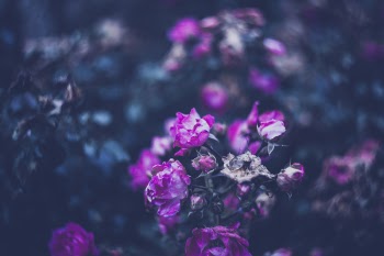 Photo of Pink Petaled Flowering Plant