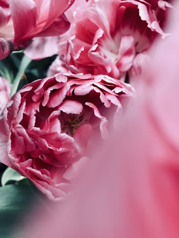 Photo of Pink-petaled Flowers