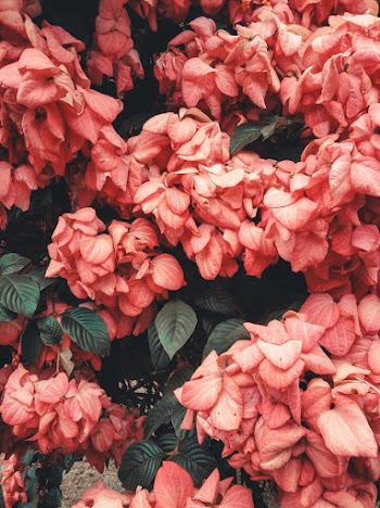 Photo of Pink Petaled Flowers