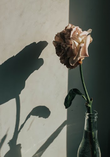 Photo of Pink Rose in Bottle By Gray Wall