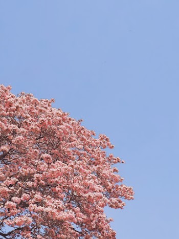 Photo Of Pink Tree During Daytime