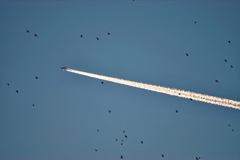 Photo of Plane and Birds