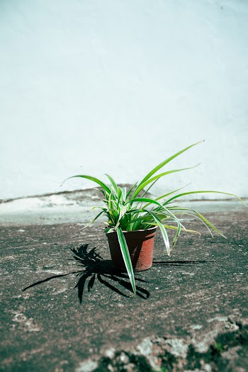 Photo Of Plant On Pot